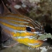 cardinalfish_wassinki_bhr_tam_h_0826_bal6832.jpg